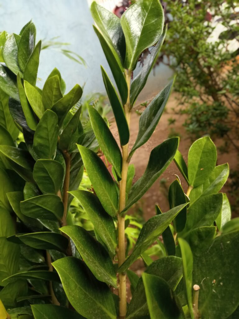 ZZ Plant Care: The Houseplant That Thrives on Being Ignored