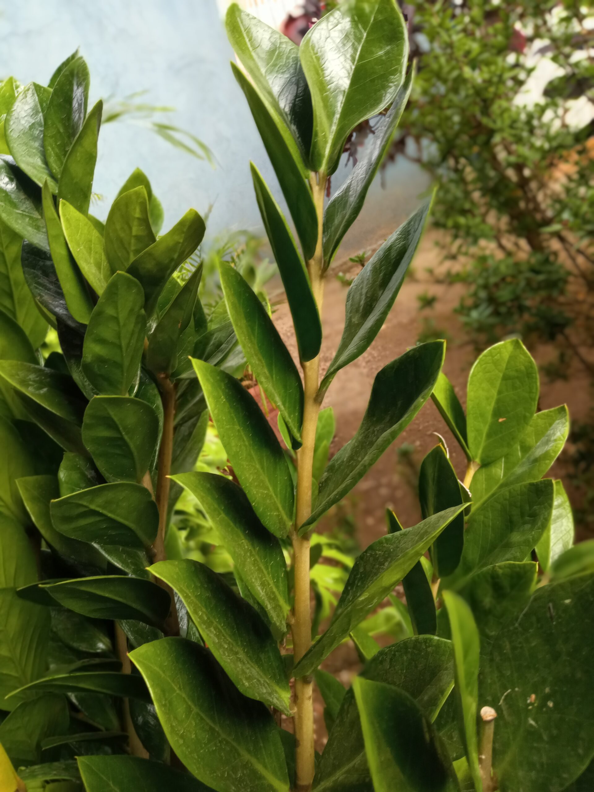 ZZ Plant Care: The Houseplant That Thrives on Being Ignored