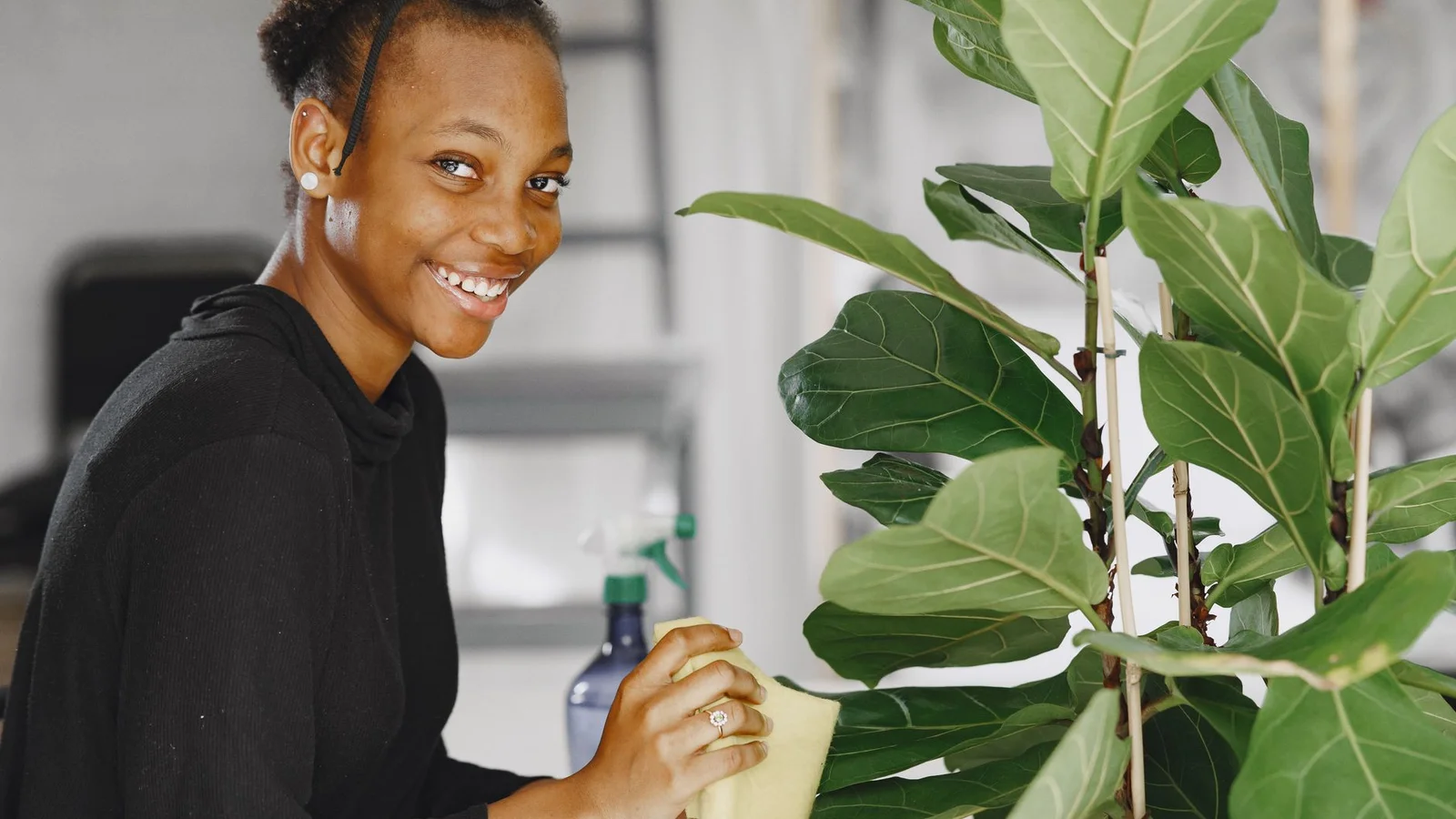 Fiddle Leaf Fig Care: Why It's Fussy and How to Keep It Happy