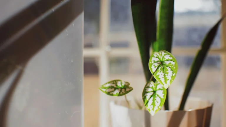How Much Light Do Houseplants Really Need? A Room-by-Room Guide
