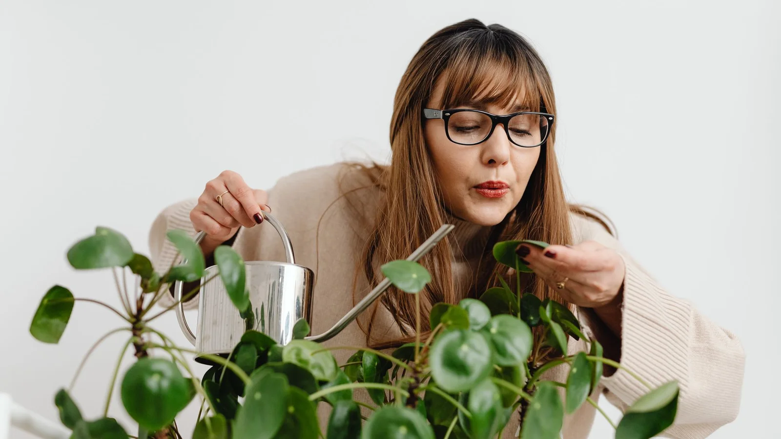 How to Fertilize Houseplants: When, What, and How Much