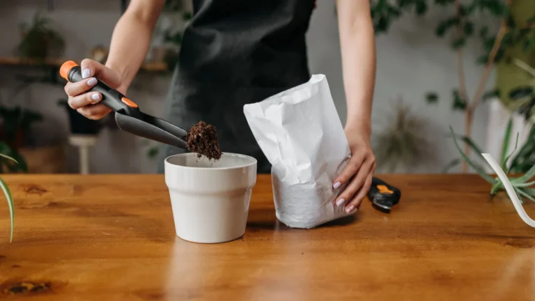 How to Get Rid of Fungus Gnats in Houseplants for Good