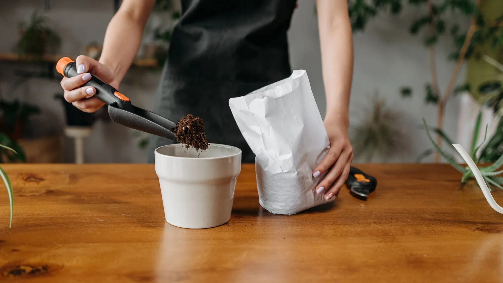 How to Get Rid of Fungus Gnats in Houseplants for Good