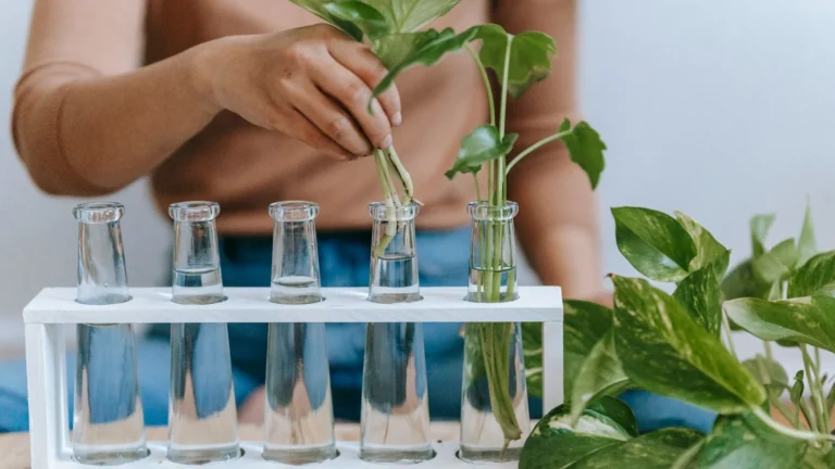 How to Propagate Houseplants in Water, Step by Step