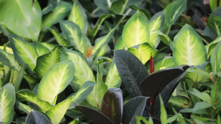 How to Raise Humidity for Your Tropical Houseplants