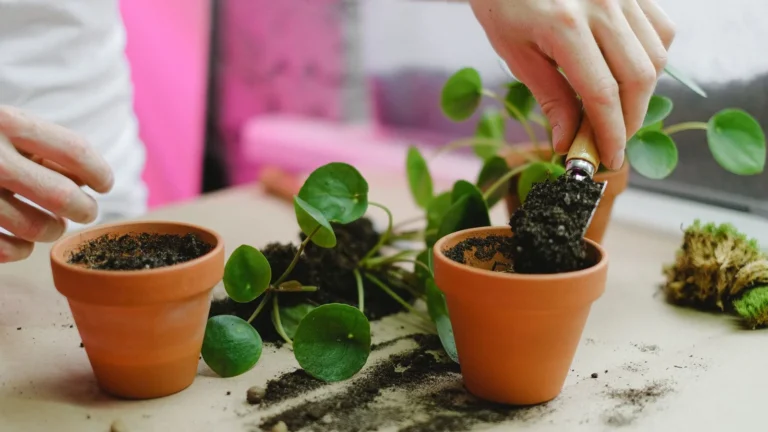 How to Repot a Houseplant Without Killing It