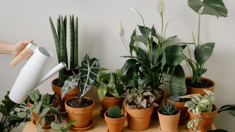 How to Water Houseplants the Right Way: Overwatering, Underwatering, and Getting It Just Right