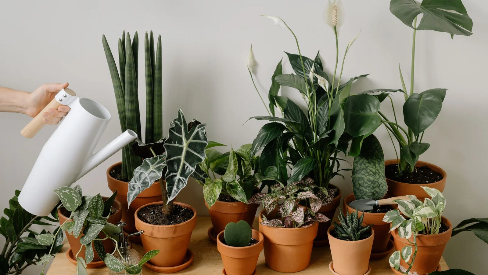 How to Water Houseplants the Right Way: Overwatering, Underwatering, and Getting It Just Right