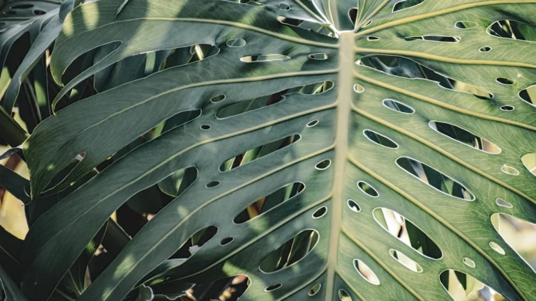 Monstera Care: Light, Support, and Those Famous Splits