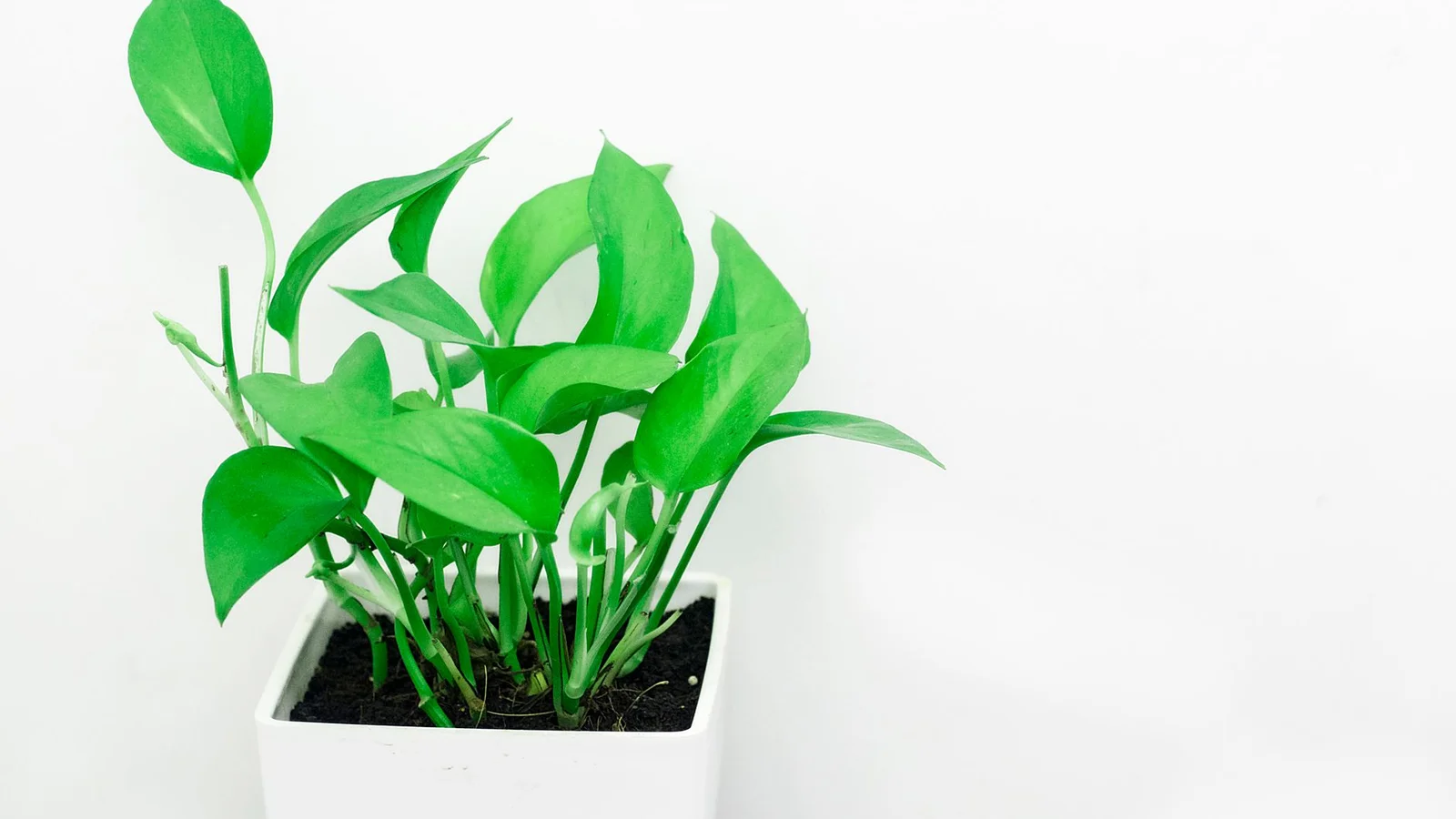 Pothos Care: The Complete Guide to the Easiest Houseplant