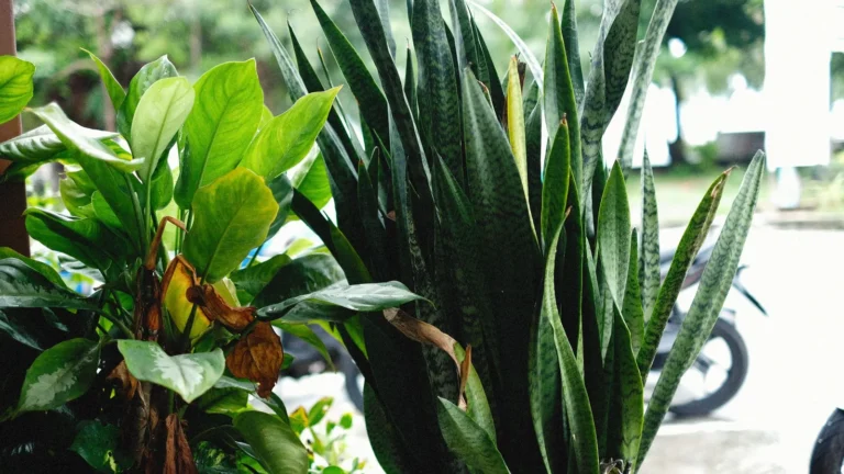 Snake Plant Care: Watering, Light, and Propagation
