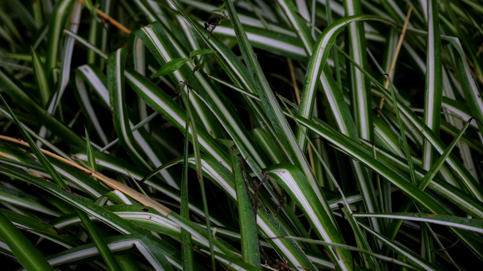 Spider Plant Care and How to Grow the Babies