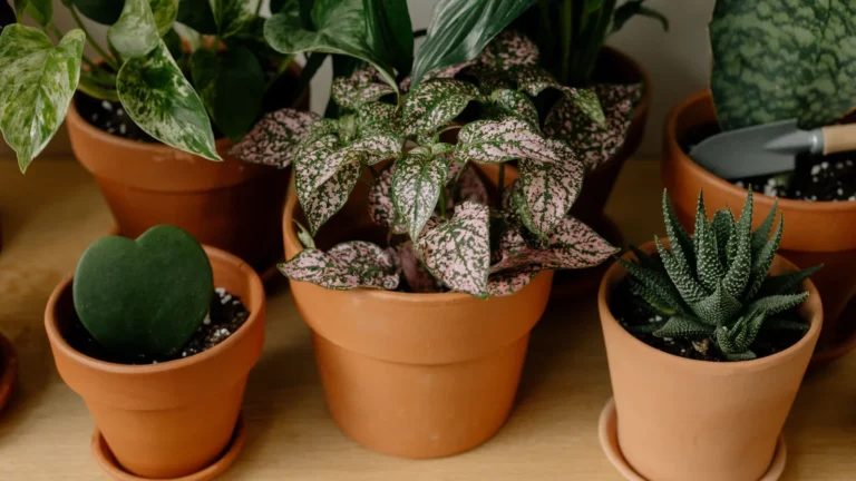 The Best Low-Light Houseplants for Dark Apartments