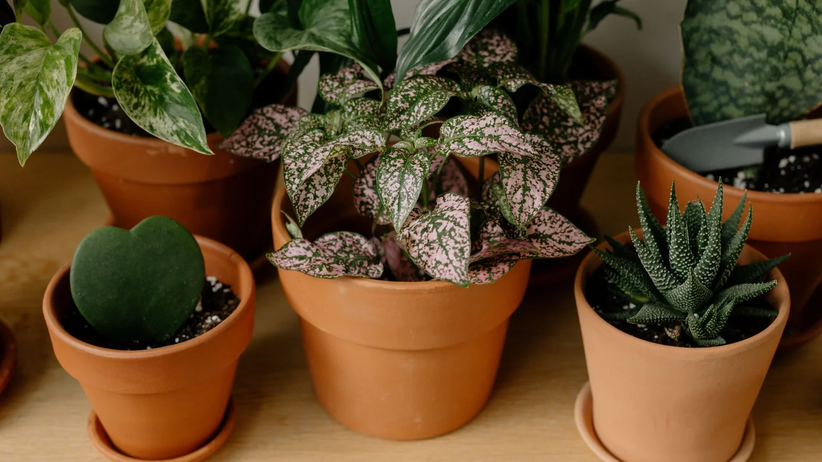 The Best Low-Light Houseplants for Dark Apartments