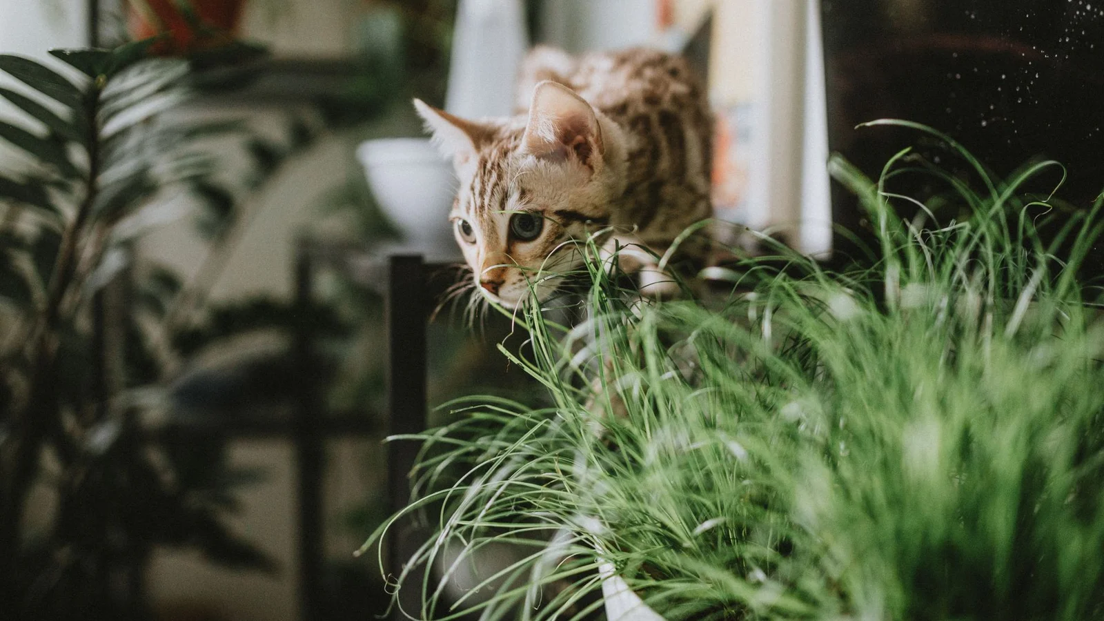 The Best Pet-Safe Houseplants for Cat and Dog Owners