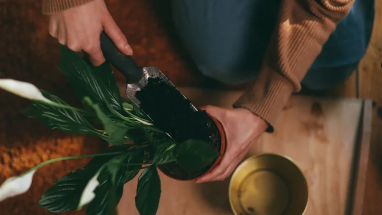 The Best Soil Mix for Healthy Houseplants