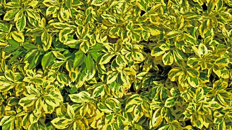 Why Are My Plant's Leaves Turning Yellow? Causes and Fixes